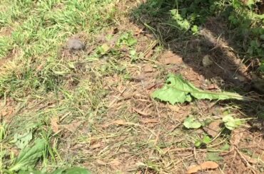 Rebuilding Nest for Orphaned Cottontail Rabbit (part I)