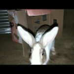Cute Rabbit compliance eating, stretching, cleaning
