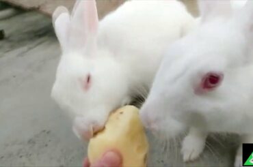 Funny Baby Bunny Rabbit Videos Compilation - Cute Rabbits Baby🐇