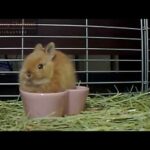 Cute Bunny Rabbit Now Eating in the heart!! Netherland Dwarf Part.2