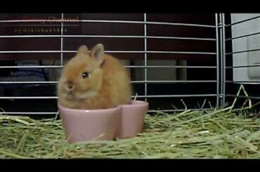 Cute Bunny Rabbit Now Eating in the heart!! Netherland Dwarf Part.2
