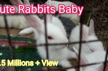 Funny and Cute baby bunny Rabbits video. Baby Animals video compilat...
