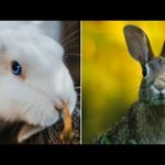 Cute Baby bunny rabbit 🐇 video animal video compilation 2020