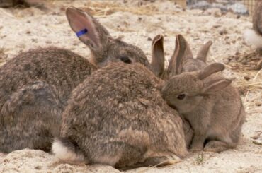 The Burrowers: Animals Underground - Baby Rabbits | Wildlife Documentary | Natural History