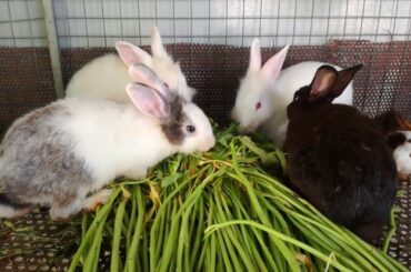 Rabbit- Rabbit Eating - Funny and Cute Baby Bunny Rabbit Videos - Baby Animal Video Compilation 2020