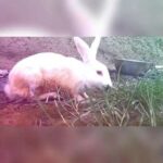 Cute rabbit whatsapp status video 2020