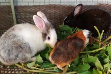 Daily Cute Rabbits Eating - Rabbit Eating - Funny and Cute Baby Bunny Rabbit Videos - Cute Rabbits