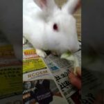 Cute Rabbit having cabbage in dinner