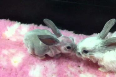 Hairless Baby Rabbit and Sibling Kitten