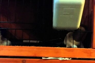 Baby bunny has head stuck in tube