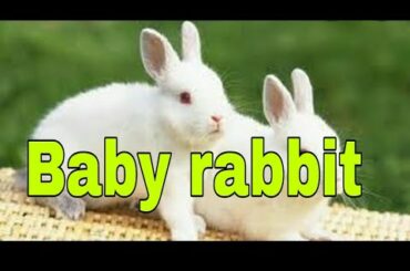 Baby rabbit