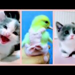 Aww cute animals | Cute baby animals Videos Compilation | Cute moment of animals | Cutest Animals #1