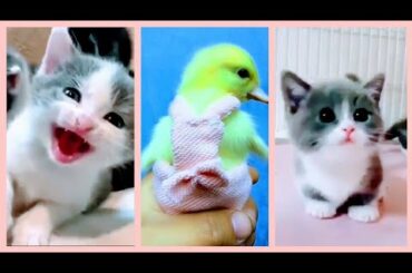 Aww cute animals | Cute baby animals Videos Compilation | Cute moment of animals | Cutest Animals #1