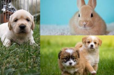 FUNNY CUTE BABY ANIMALS THAT WILL MAKE YOU LAUGH #1