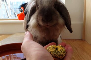 Extremely cute bunny eating Parsley Donuts - Turtle the Bunny