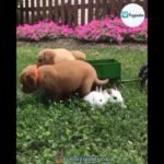 PLAYING TIME WITH OUR BUNNY FRIENDS | Puppiestar