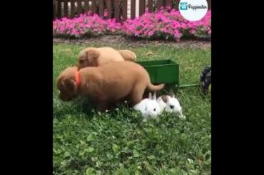 PLAYING TIME WITH OUR BUNNY FRIENDS | Puppiestar