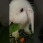 Cute bunny Lola eats spinach.