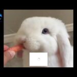Rabbit video cute || Must watch....