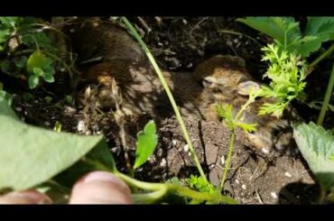 Baby bunnies get more adventurous!