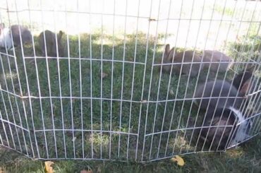 Baby dutches bunnies playing outside!