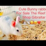 Cute Bunny Rabbits For Sale Pet Shop The Reef Gibraltar/Продажа Зайцев Кролики Зоомагазин Гибралтар