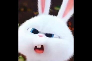 Cute Rabbit
