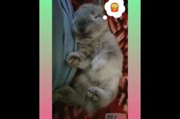 Cute Baby Bunny Yawning :)