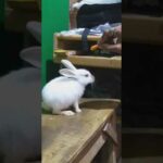 Subhasis JANA post baby Rabbit video