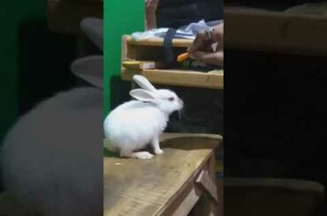 Subhasis JANA post baby Rabbit video