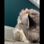 Funny cute rabbit