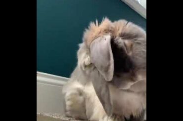 Funny cute rabbit