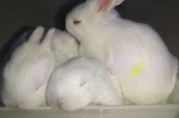 Baby Bunnies / Baby Rabbits Sleeping in Box