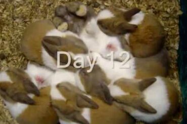 Baby Bunny Progression from birth to two weeks