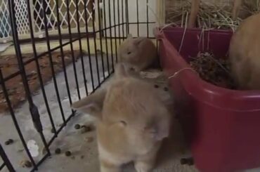 Baby Bunnies Luke and Leia