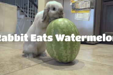 TOO CUTE! Rabbit Tries to Eat Watermelon