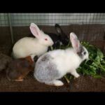 Watch Cute Rabbit Eating - Rabbit Videos - Funny And Cute Baby Bunny Rabbit Videos - Cute Rabbits