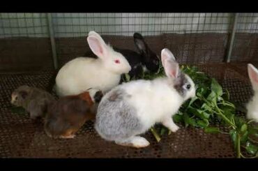 Watch Cute Rabbit Eating - Rabbit Videos - Funny And Cute Baby Bunny Rabbit Videos - Cute Rabbits