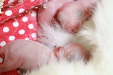 The dwarf bunny gave birth to baby bunnies