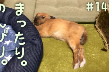 野生を忘れてのんびりするウサギさんがかわいい Cute rabbit relaxing!