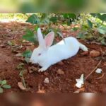 #Cute little rabbits ||  #animal love ||  #My sweet home ||  #nila's world