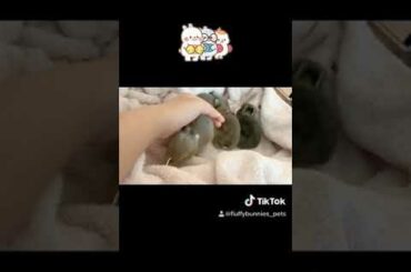 Cute Baby Bunnies Cuddling & Just being Cute!