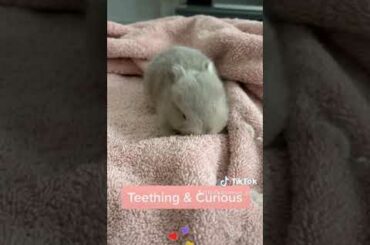 Lynx Baby Bunny Netherland Dwarf Teething | SO CUTE