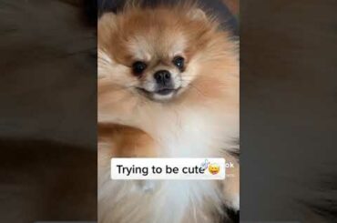 Baby Bunny VS ???? | Who is More Cute Competition!!!!!