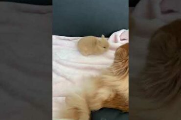 Baby Bunny Netherland Dwarf VS Pomeranian Puppy | Cute Interaction!!!