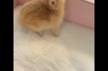 Orange Netherland Dwarf Bunny Baby Rabbit | TOO CUTE NOT TO WATCH !!!
