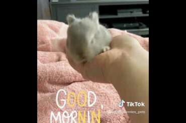 Sleepy Lynx Baby Bunny Netherland Dwarf Waking Up | GOOD MORNING CUTE ANIMAL VIDEO!!!