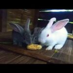 Cute Rabbit Eating Maize 🤩😍