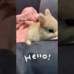 Super Fluffy Netherland Dwarf Baby Bunny | CUTEST THING YOU’LL EVER SEE!
