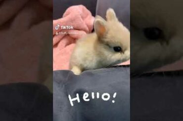 Super Fluffy Netherland Dwarf Baby Bunny | CUTEST THING YOU’LL EVER SEE!